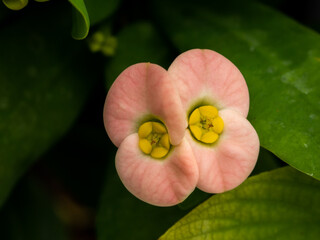 Yellow Pollens of Pink Crown of Thorns Flowers  Blooming