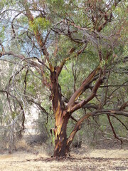 old tree in the park