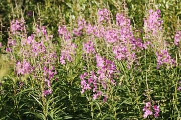 Obraz na płótnie Canvas Field with beautiful purple flowers close up