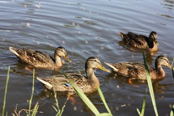 Brown ducks swim in the lake view