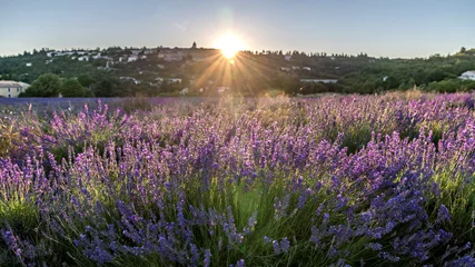 Fotobehang Lavendel Paysage de lavande dans le Luberon  © Bernard