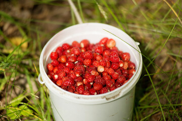 Strawberries in a white bucket in the summer forest.