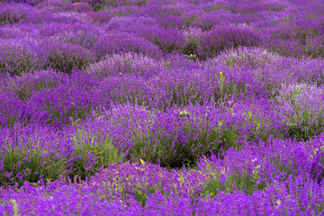 Stunning view with a beautiful lavender field