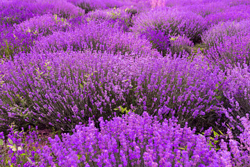 Fototapeta na wymiar Lavender flower blooming scented fields in endless rows