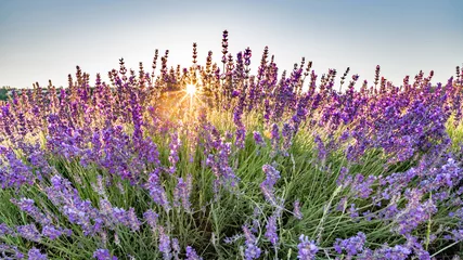 Fotobehang Lavendel Paysage de lavande dans le Luberon  © Bernard