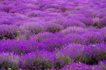 Naklejka na ściany i meble Stunning view with a beautiful lavender field provance