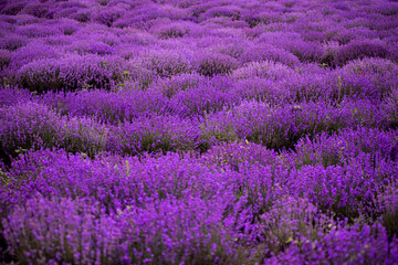 Lavender flower blooming scented fields in endless rows. Lavender Field in the summer © Игорь Гончаров