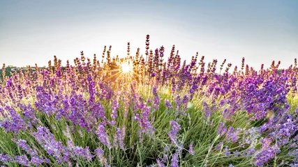 Deurstickers Lavendellandschap in de Luberon © Bernard
