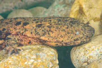 オオサンショウウオ