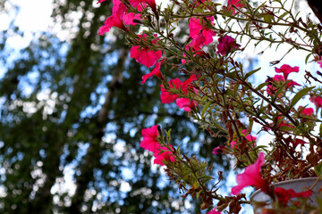 Flowers outside the window of my apartment