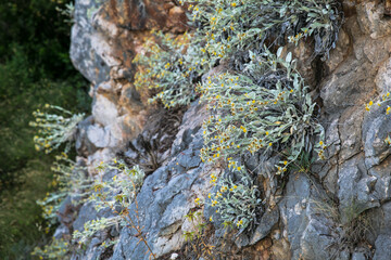 Wild flowers and shrubs grow on the rocks. Yellow flowers, green leaves, stones and rocks. Cliff. Thorny plants in the heat.