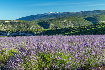 Obraz premium Paysage de lavande dans le Luberon