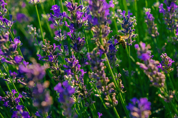 Lavender field in a summer day