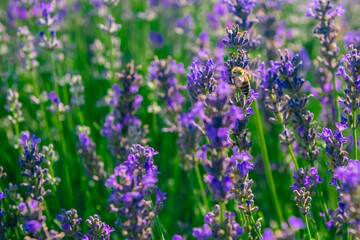 Lavender field in a summer day