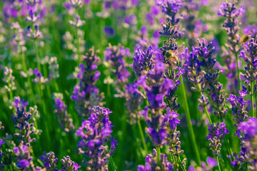 Fototapeta premium Lavender field in a summer day