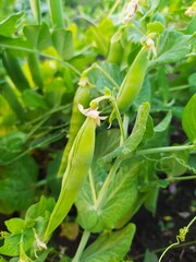 Young pea pods in the garden.
