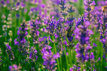Lavender field in a summer day