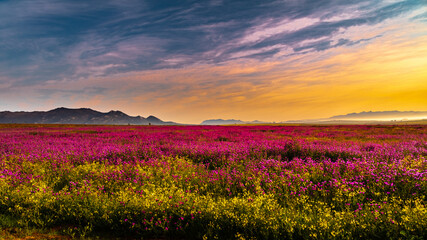 Wildflowers at sunrise Paarl