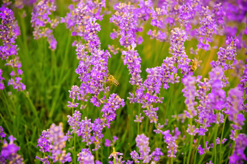 Fototapeta premium Lavender field in a summer day