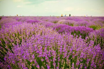 Obraz premium Lavender field in a summer day