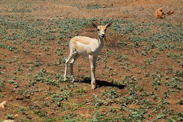 Naklejka na ściany i meble Antilopes run around and look for food. Safari zoo is the best and safety place. Spain, Mallorca