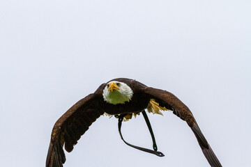 Weisskopf Seeadler im Flug