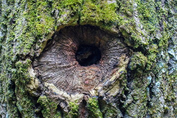 Nonstandardness of the tree similar to the eye