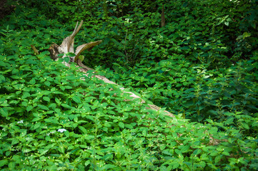 Dry trunk lies among the lush green vegetation