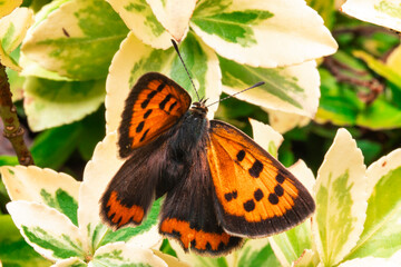 The scarce copper  is a butterfly of the family Lycaenidae. Lycaena virgaureae sitting on a green plant. Butterfly macrophotography.