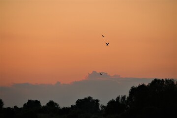 Seagulls,very small, against a beautiful red evening sky