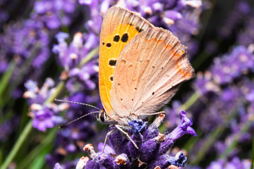 The scarce copper  is a butterfly of the family Lycaenidae. Lycaena virgaureae sitting on a green violet flowers. Butterfly macrophotography in natural enviroment.