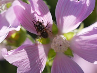 bee on pink flower with pollen