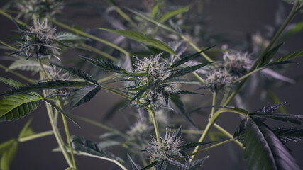  Macro of cannabis flowers and leaves on a dark background     