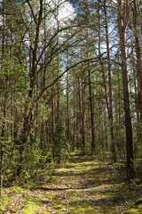 Forest background. Forest with pine trees. The road through the forest. Background of green forest in early spring.