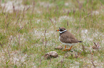 Common Ringed Plover or Ringed Plover (Charadrius hiaticula)