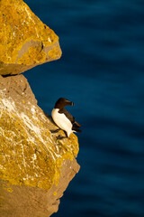 RAZORBILL  (Alca torda)