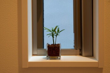窓際においた観葉植物