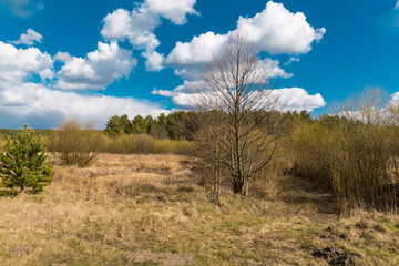 Fototapeta na wymiar Belorussian nature. Forest, early spring. Clouds on a blue sky above the forest. Pine trees, earth, blue sky, clouds, sun.