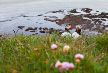 ATLANTIC PUFFIN (Fratercula arctica)