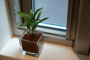 窓際においた観葉植物