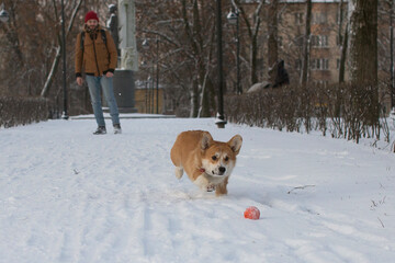 A dog runs after a ball in a winter park