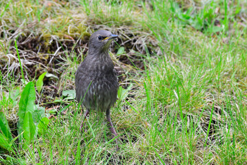 Junge Stare warten auf die Fütterung	