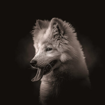 Close up of a cute dog