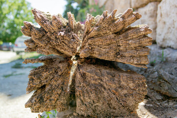 Old fallen rotting tree tree trunk on the street. Close up cracked slice wood texture