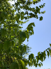 green leaves and blue sky