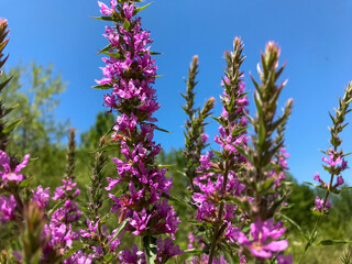 Naklejka premium Purple flowers against an azure sky