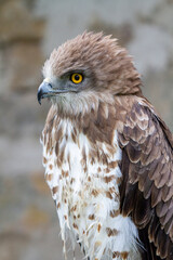 Der Schlangenadler bewohnt Heide-u. Sumpfgebiete, sowie trockene Steppe und felsige Landschaft. Heimat Europa, Asien, Afrika - Circaetus gallicus -