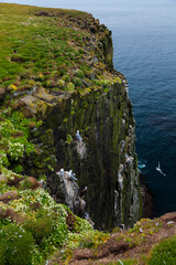 Latrabjarg bird cliffs, Westfjords, Iceland, Europe