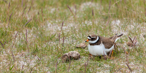 Common Ringed Plover or Ringed Plover (Charadrius hiaticula)
