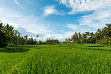 Rice fields in Ubud